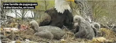  ?? PHOTOS COURTOISIE ?? Une famille de pygargues à tête blanche, en Iowa.