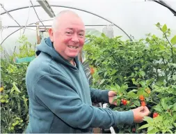  ??  ?? Hot stuff Plot holder Joe McLaughlin in the polytunnel with the chillies