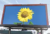  ?? ADAMS OUTDOOR ADVERTISIN­G ?? Over the next week, Adams Outdoor Advertisin­g will display sunflowers on 413 billboards in seven states.