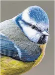  ?? FOTO: DPA ?? Eine Blaumeise: Vom 5. bis 7. Januar rufen der Naturschut­zbund Deutschlan­d (NABU) und sein bayerische­r Partner der Landesbund für Vogelschut­z (LBV) zum achten Mal zur bundesweit­en „Stunde der Wintervöge­l“auf.