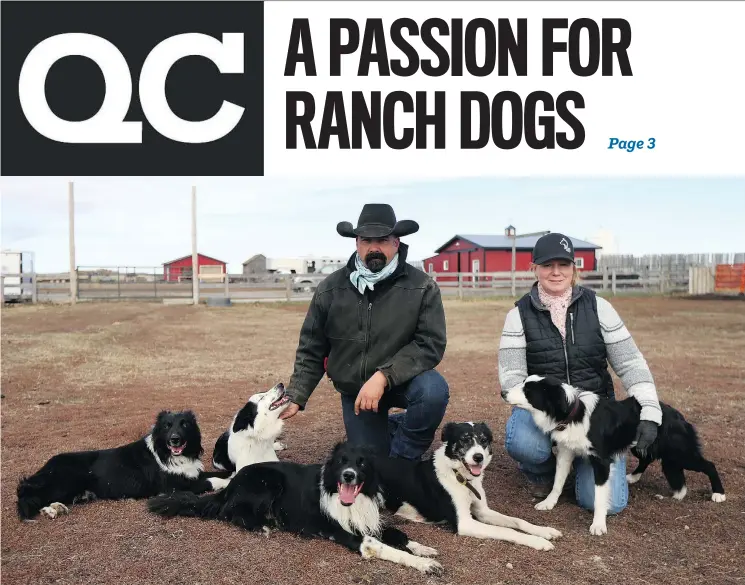  ??  ?? Marcel and Jolie Vermette train stock dogs at their Rafter View Ranch near Saskatoon with their company Ranch Dog Inc. They are running a competitio­n during Agribition.