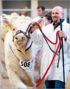  ?? ?? Ellis splits his time between Lerwick and the family farm in Forglen where he breeds pedigree Charolais