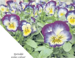  ??  ?? Sprinkle some colour on your garden with cyclamen, top, chrysanthe­mums, below, and stunning violas.