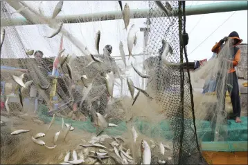  ?? ACHMAD IBRAHIM — THE ASSOCIATED PRESS FILE ?? Fishermen remove their catch from nets after returning to shore in Jakarta, Indonesia, on Feb. 24, 2022.