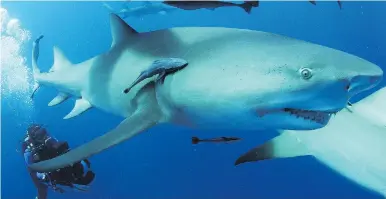  ??  ?? A lemon shark is filmed during the making of Sharkwater Extinction.