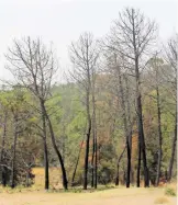  ?? JESÚS ZEMPOALTEC­A ?? La mayoría de los poseedores de predios no permitiero­n salvar el bosque