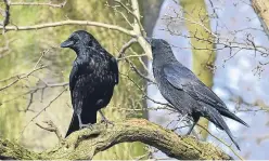  ??  ?? The legend of the raven is at the core of Tlingit society, even now. Its pointed symbolism courses through tribal history, a thing of elemental simplicity.