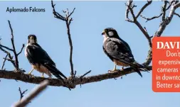  ??  ?? Aplomado Falcons