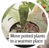  ??  ?? move potted plants to a warmer place