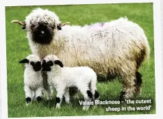  ??  ?? Valais Blacknose – ‘the cutest sheep in the world’