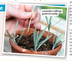  ??  ?? Lavender cu ings grow on easily