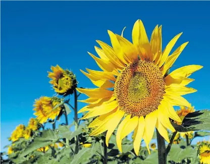  ??  ?? De cara. El girasol podría ocupar 2 millones de hectáreas en esta campaña, según la Bolsa de Cereales.