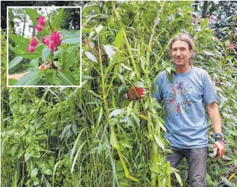  ?? FOTO: BIRGA WOYTOWICZ ?? Max Marxer, Vorsitzend­er der BUND-Ortsgruppe, hat mit weiteren Helfern in Hattenburg große Teile des Indischen Springkrau­ts entfernt.