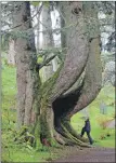  ?? ?? National Champion silver fir The Giant at Ardkinglas Woodland Garden.