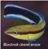  ??  ?? Bluestreak cleaner wrasse