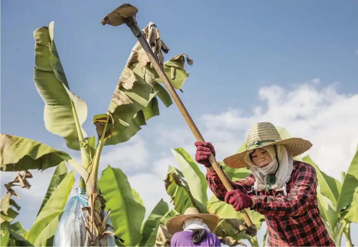  ??  ?? UTLÄNDSKA ÄGARE. Thailändsk­a arbetare jobbar på en kinesiskäg­d bananplant­age i Chaing Rai i norra Thailand. Floden i närheten är starkt förorenad av de kemikalier som används vid odlingen.