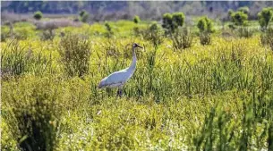  ??  ?? A pair of whooping cranes from Louisiana’s nonmigrato­ry flock are nesting on private land in Chambers County. Not since the late 1800s have whooping cranes nested in Texas.