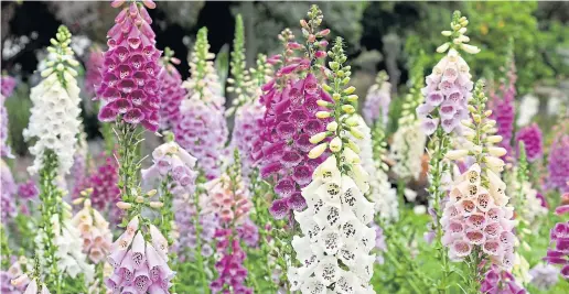  ??  ?? ● The foxglove is the latest trend to grab the horticultu­ral world, dotted all around this month’s Chelsea Flower Show