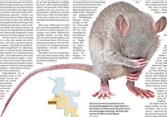  ?? FOTO: PIXABAY ?? Seit es im Sommer Kanalarbei­ten an der Schiessstr­aße gegeben hat, klagen Nachbarn über Ratten. Sie hatten einen Gutachter und einen Kammerjäge­r beauftragt, die Stadt sieht aber kein Problem mit den Nagern. Lörick