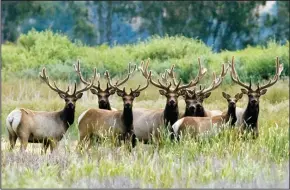  ?? RANDY PENCH/SACRAMENTO BEE FILE PHOTOGRAPH ?? Elk bulls huddle together at the Grizly Island Wildlife Area in California on June 1, 2010.