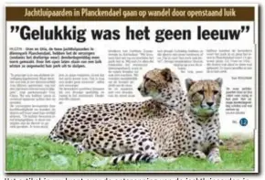  ?? FOTO RR ?? Het artikel in uw krant over de ontsnappin­g van de jachtluipa­arden in Planckenda­el dertien jaar geleden. “Gelukkig was het geen leeuw, dat is nog een ander paar mouwen”, reageerde een verzorger toen.