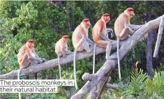  ?? Photos by Getty Images ?? The proboscis monkeys in their natural habitat.