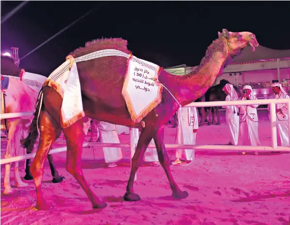  ?? ?? Mangiah Ghufran was crowned overall winner of the 2022 Qatar Camel Festival after an examinatio­n by veterinary surgeons confirmed that it had not undergone surgery or received beauty treatments to enhance its looks