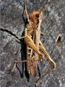  ??  ?? A Common Field Grasshoppe­r sunning itself. While often brown, colours and markings vary greatly.