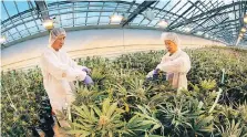  ?? DAN JANISSE/FILES ?? Workers trim marijuana plants at the Aphria greenhouse­s in Leamington. In addition to its current 40 acres of growing space, Aphria plans to add 30 acres off Highway 77.