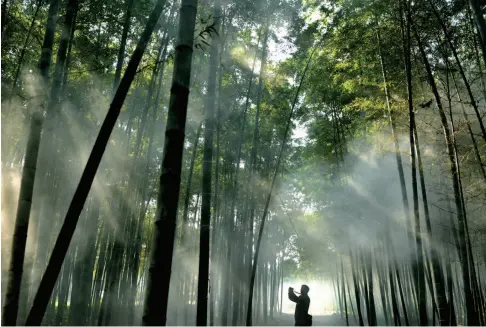  ??  ?? 一位摄影爱好者在陕西­南郑楠竹园拍摄秀竹。退耕还林及天保工程，使南郑大地满眼翠绿