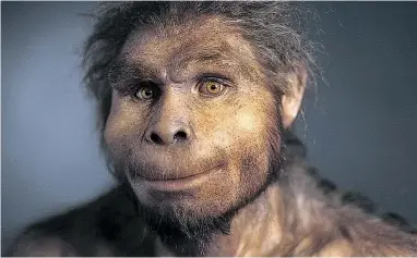  ??  ?? Rekonstruk­tion eines männlichen Homo erectus, der auf Java lebte. Klimatisch­e Veränderun­gen, die vor 130.000 Jahren einsetzten, dürften unserem Vorfahren zum Verhängnis geworden sein.