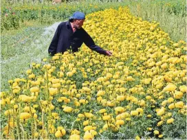  ?? ?? LOS SEMBRADÍOS de flores de muertos están en el ejido Tabalaopa