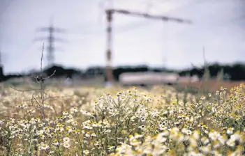  ?? RP-FOTO: MATZERATH ?? Im Vordergrun­d blühen Kamille und Mohn. Hier soll das neubaugebi­et Waldbeeren­berg entstehen, der erste Spatenstic­h war im August. Im Hintergrun­d baut Paeschke auf seinem Grundstück, das ein Drittel der Fläche ausmacht.