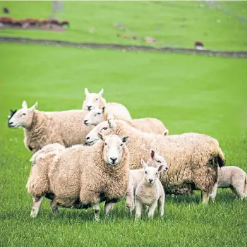  ?? ?? AUDIT: Seminar visitors can learn more about reducing carbon emissions on the farm.