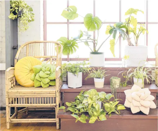  ?? SARAH EICHSTEDT/GREEN PHILOSOPHY CO. ?? This photo shows soft plush pillows in the shape of a tropical leaf or succulent from Green Philosophy Co.