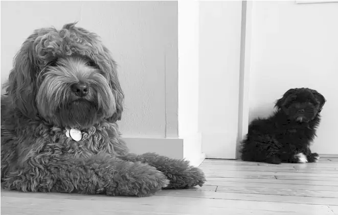  ??  ?? LEo (left) and Sally in the home of their owner in New York. Good Dog Cofounder Lauren McDevitt says that while dogs of varying sizes can get along well, it’s important to consider whether a dramatic difference in size will present a challenge or safety issue when adding a new pet to your home. GOOD DOG VIA AP