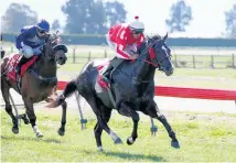  ?? Picture / Race Images ?? Talented colt Sensei contests the 2000 Guineas today.