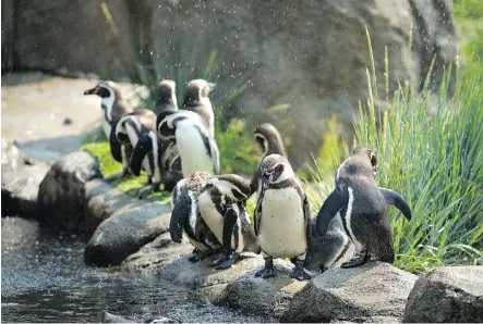  ?? LEAH HENNEL ?? Humboldt penguins cool off under the spray of a sprinkler at the Calgary Zoo on Thursday.