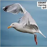  ?? ?? COUNT Herring gull