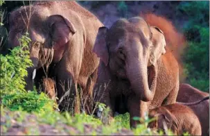  ?? WEI XIAOHAO / CHINA DAILY JIANG WENYAO / XINHUA WEI XIAOHAO / CHINA DAILY ?? Above right: Forestry workers monitor the elephants.
Left: The herd heads back to its traditiona­l habitat.