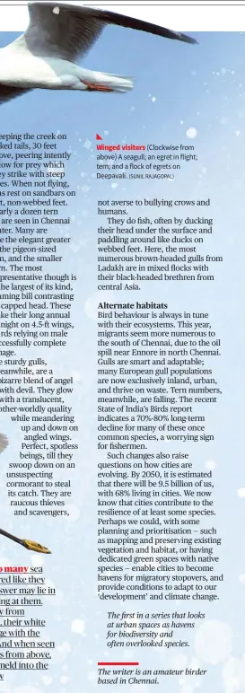  ?? (SUNIL RAJAGOPAL) ?? ◣
Winged visitors (Clockwise from above) A seagull; an egret in flight; tern; and a flock of egrets on Deepavali.