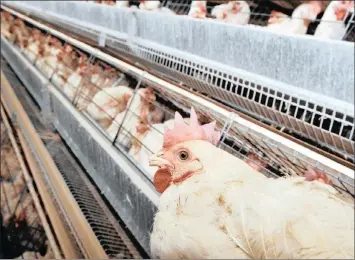  ?? PHOTO: EPA ?? The first outbreak of the Highly Pathogenic Avian Influenza H5N8 has been confirmed in South Africa, in the Villiers area in the Free State, says AgriSA.