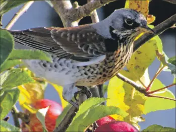  ?? Photograph: Simon Davies. ?? Fieldfare with apple. This was another species which had a spike last month and there are still good numbers around.