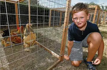  ??  ?? Der achtjährig­e Nico Fischer aus Ütteroda gewinnt das Hahnenwett­krähen mit seinem Tier der Rasse Zwerglachs­huhn. Insgesamt  Mal schlug sein Gockel an. Hier nimmt Nico Tiere der Konkurrenz unter die Lupe. Fotos: Norman Meißner ()