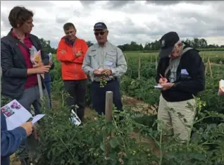  ?? PHOTOS BY KATHY RENWALD, SPECIAL TO THE HAMILTON SPECTATOR ?? Jim Inksetter of Stokes Seeds holds a cluster of grape tomatoes as he talks to garden writers at Stokes’ trial farm.