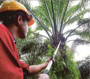  ?? FILE PIC ?? Sustainabi­lity of palm oil production is closely related to its carbon footprint.