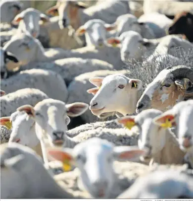  ?? ANTONIO L. JUÁREZ / PHOTOGRAPH­ERSSPORTS ?? El censo ovino y caprino de Cúllar asciende a 170 ovejas y 20 cabras.