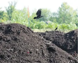  ?? DARIO AYALA ?? While the composting centre in St-Laurent is to be enclosed, Aéroports de Montréal is concerned about odours and waste that could attract gulls and other scavengers.