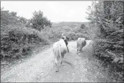  ??  ?? A local villager leads cows to graze in the forests where Nukic searches for remains from the July 25, 1995, massacre by Serb nationalis­ts. Nukic was lucky to survive the killing; his father and brother were killed by Serb shells.