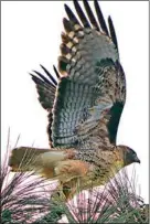  ?? PHOTO BY RANDY WEINSTEIN ?? A Red-tailed Hawk launches itself out of a tree top.